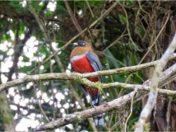 Masked Trogon